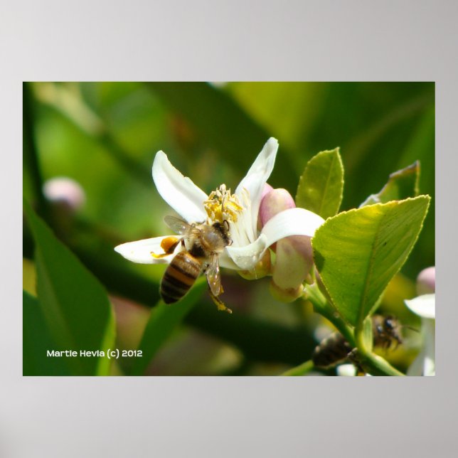 Póster Lemon Blossom Bee (3) (Frente)