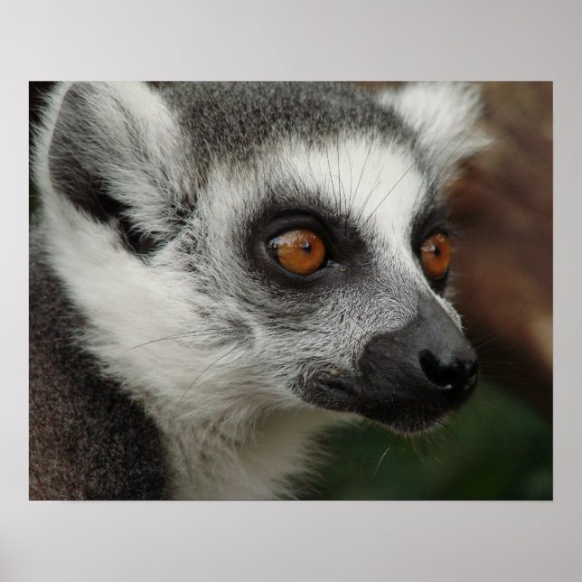 Póster Lemur (Frente)
