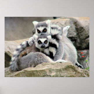 Póster Lemur Cuddle