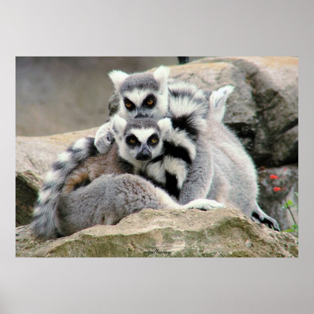 Póster Lemur Cuddle (Frente)