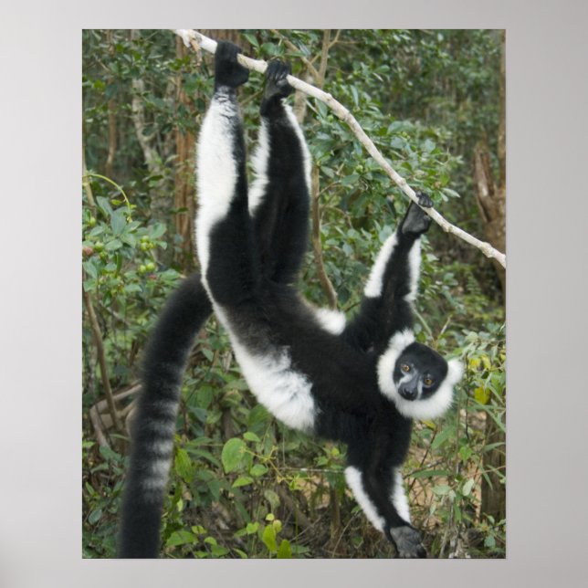 Póster Lémur de cola anillada negro y blanco, (Varecia (Frente)