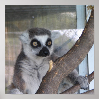 Póster Lemur de ojos brillantes