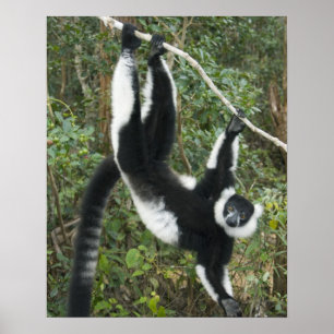 Póster Lemur espumoso negro y blanco (Varecia)