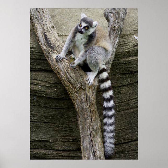 Póster Lemur Poster (Frente)