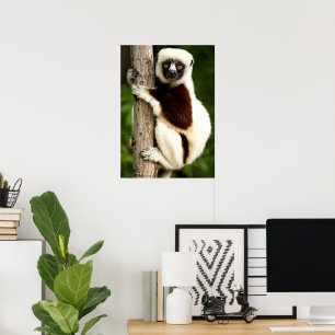Póster Lémur Sifaka en el bosque de Madagascar