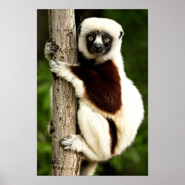 Póster Lémur Sifaka en el bosque de Madagascar (Frente)