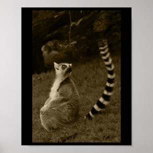 Póster Lemur Tail Valencia Tint Vertical Pegatina