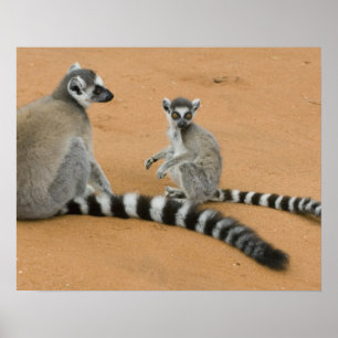 Póster Lémures de cola anillada, (Lemur catta), Berenty