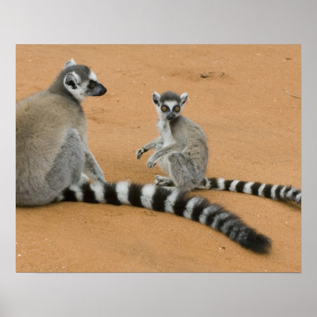 Póster Lémures de cola anillada, (Lemur catta), Berenty (Frente)