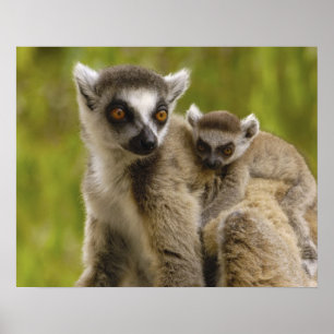 Póster Lémures de cola anillada (Lemur catta) Madre y crí