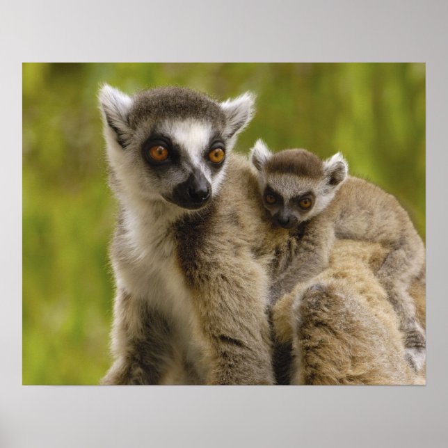 Póster Lémures de cola anillada (Lemur catta) Madre y crí (Frente)