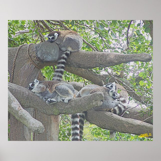 Póster Lemurs (Frente)