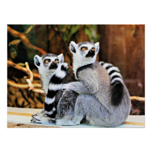 Póster Lemurs adorables