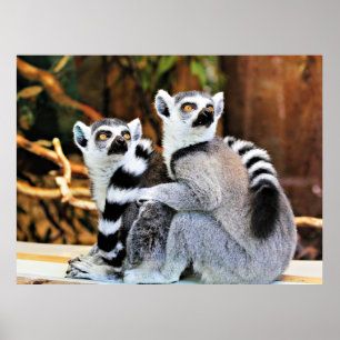 Póster Lemurs adorables