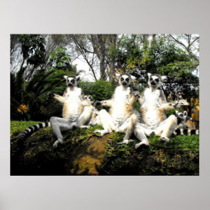 Póster Lemurs atados anillo que calientan en primavera