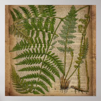 Póster leña foliage helecho botánico francés
