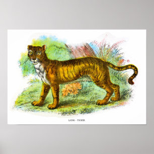 Póster Leña Vintada O Ilustracion Animal De Tigre León