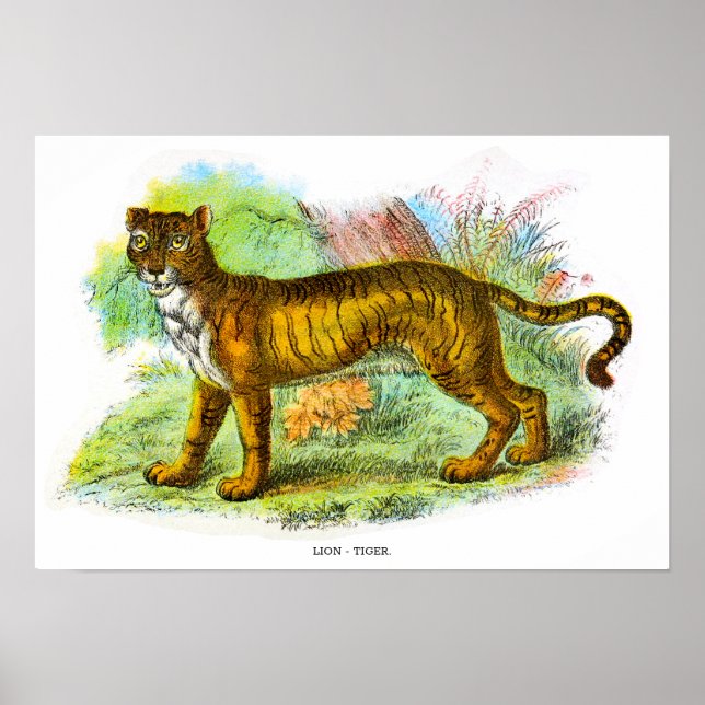 Póster Leña Vintada O Ilustracion Animal De Tigre León (Frente)