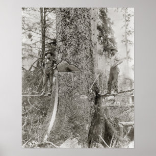 Póster Leñadores con abeto gigante, 1905. Foto antigua