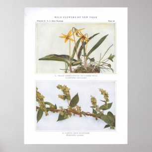 Póster Lengua de Adder Amarillo; Violeta de diente de per