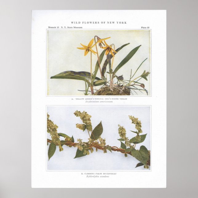 Póster Lengua de Adder Amarillo; Violeta de diente de per (Frente)