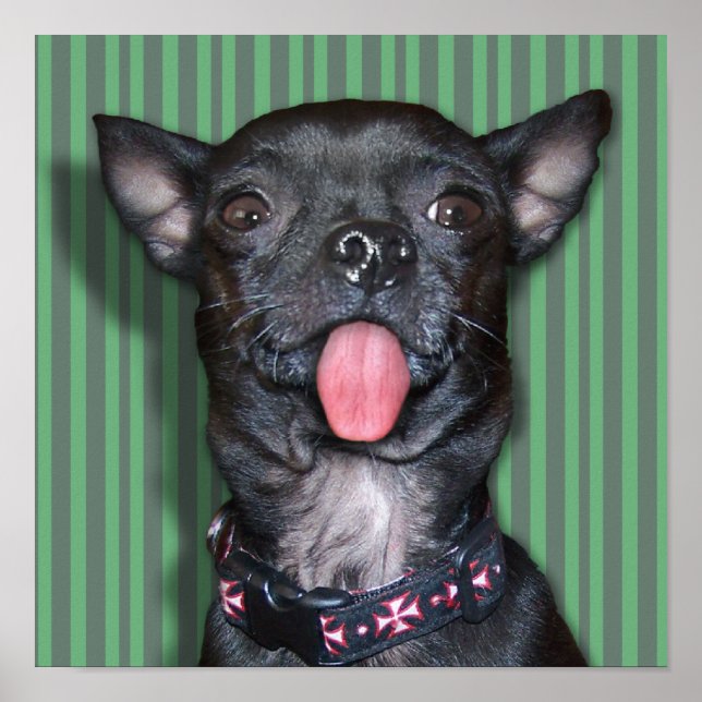 Póster Lengua de perro Chihuahua (Frente)
