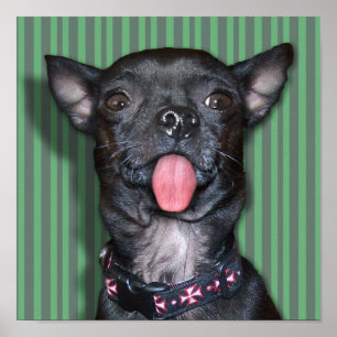 Póster Lengua de perro de la chihuahua