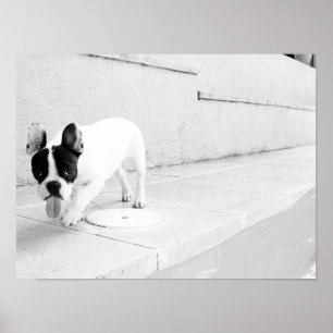 Póster Lengua del bulldog francés hacia fuera