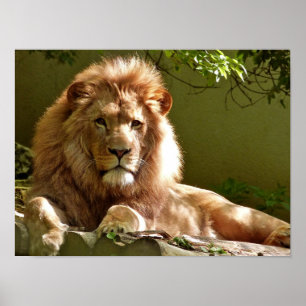 Póster Leo