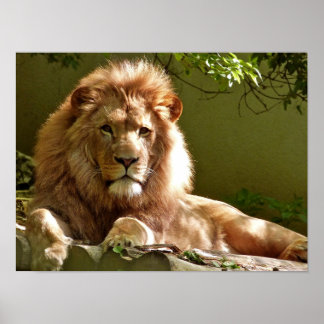 Póster Leo