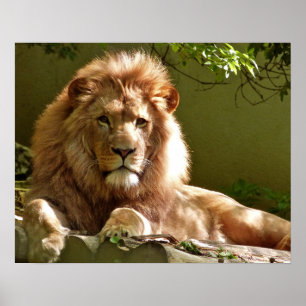 Póster León