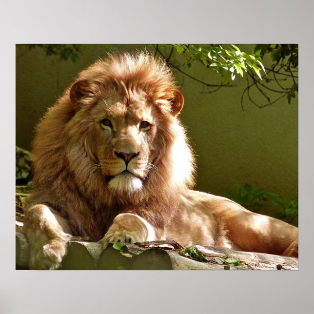 Póster León (Frente)