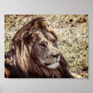 Póster León