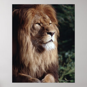 Póster león