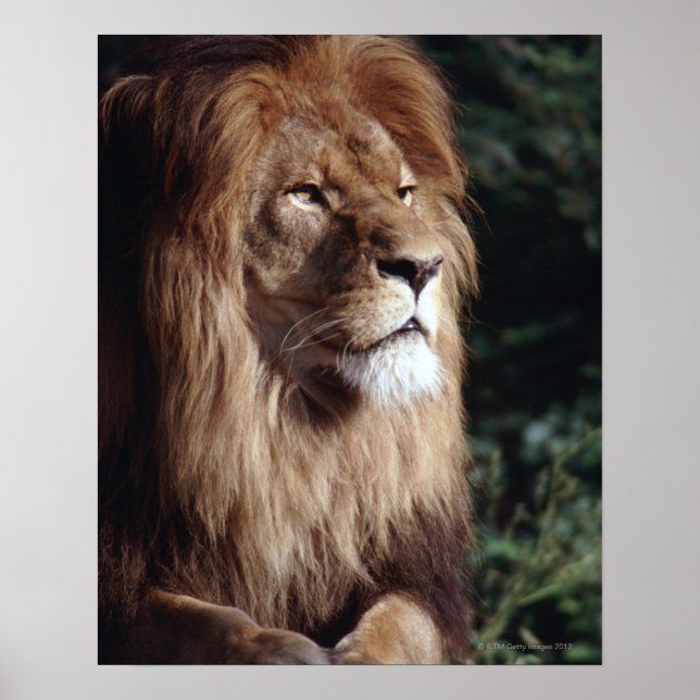 Póster león (Frente)