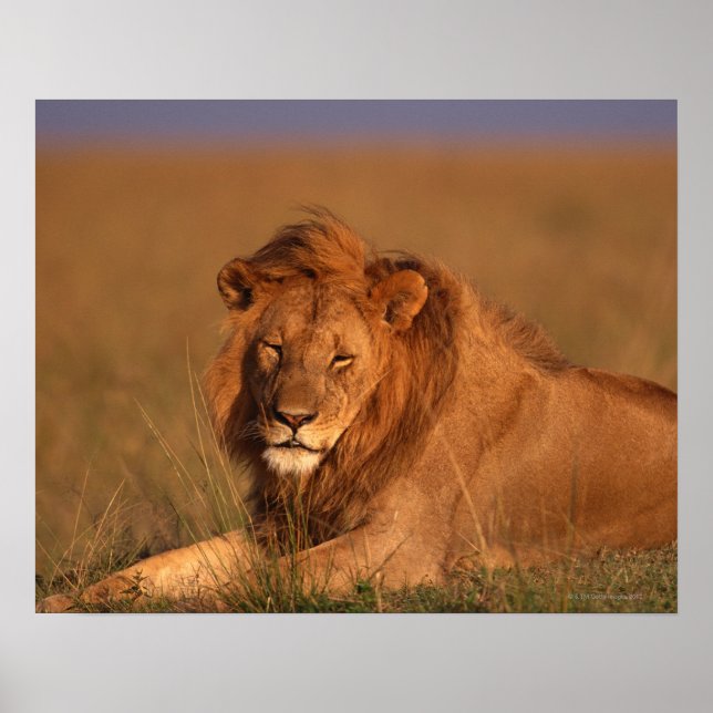 Póster León (Frente)