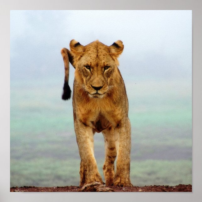 Póster León (Frente)