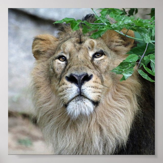 Póster León20150605 (Frente)