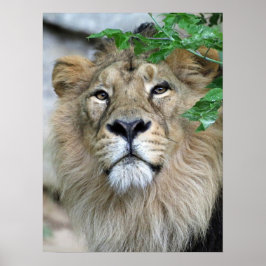 Póster León20150605