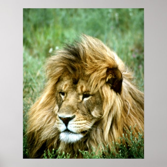 Póster León africano (Frente)