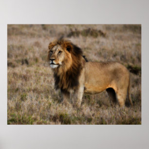Póster León africano macho en hierba