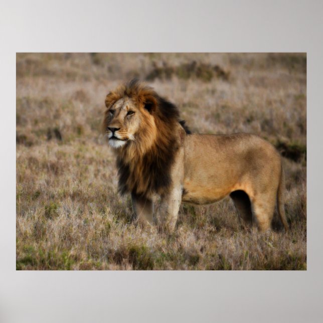 Póster León africano macho en hierba (Frente)