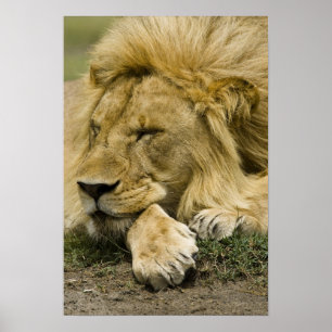 Póster León africano, Panthera leo, acostado dormido