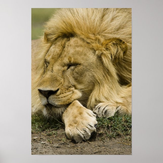 Póster León africano, Panthera leo, acostado dormido (Frente)