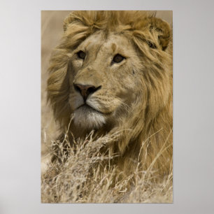 Póster León africano, Panthera leo, retrato de un