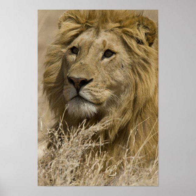Póster León africano, Panthera leo, retrato de un (Frente)