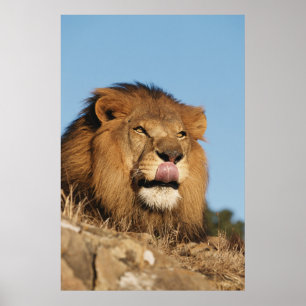 Póster León africano (Panthera Leo), sabana africana