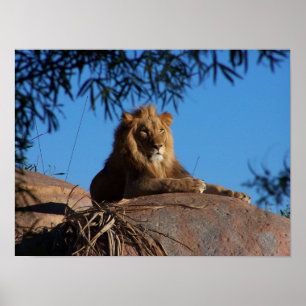 Póster León al atardecer