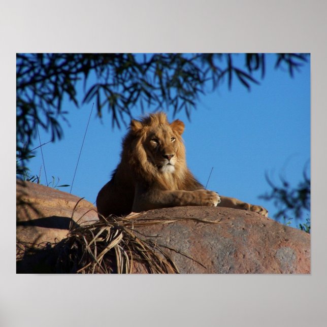 Póster León al atardecer (Frente)