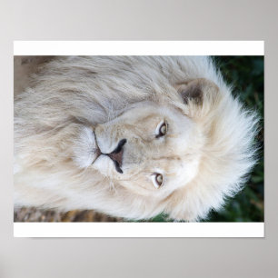 Póster León blanco